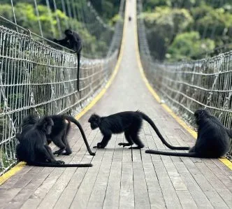 Lutung jawa jembatan situ gunung