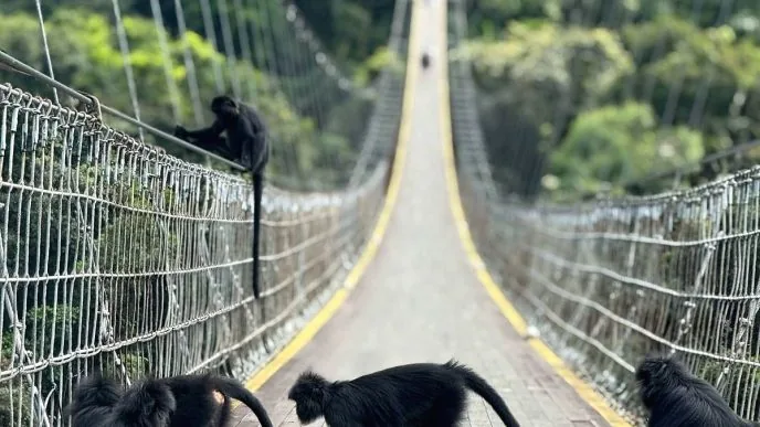 Lutung jawa jembatan situ gunung