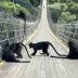Lutung jawa jembatan situ gunung