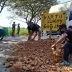 Warga blora tanam pohon pisang jalan rusak