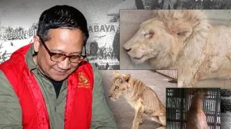 Kebun binatang surabaya korupsi anggaran