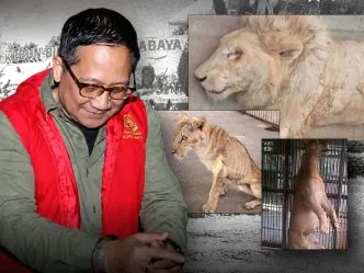 Eks Dirut Kebun Binatang Surabaya Jadi Tersangka Korupsi 10,2 Miliar, Pakan untuk Satwa Diduga Disunat Kebun binatang surabaya korupsi anggaran