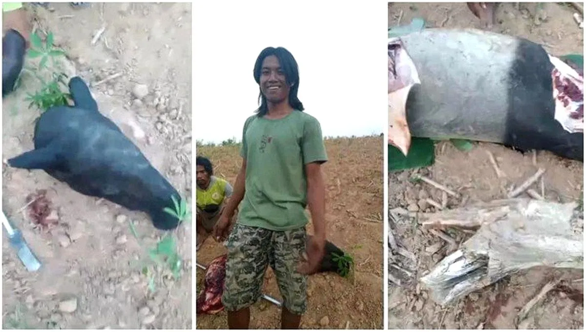 Viral Tapir Nyasar Disembelih Warga di Mesuji Lampung, Polisi Tangkap Empat Terduga Pelaku Tapir dilindungi mesuji lampung