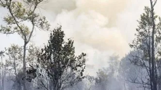 Kebakaran Hutan Kalimantan Makin Parah, Siang Hari Pun Diselimuti Asap Asap Kebakaran Hutan Kalimantan Meluas, Relawan Ungkap Sulitnya Padamkan Api di Gambut
