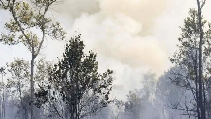 Asap Kebakaran Hutan Kalimantan Meluas, Relawan Ungkap Sulitnya Padamkan Api di Gambut
