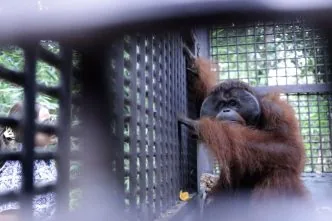 Orangutan di Kaltim4