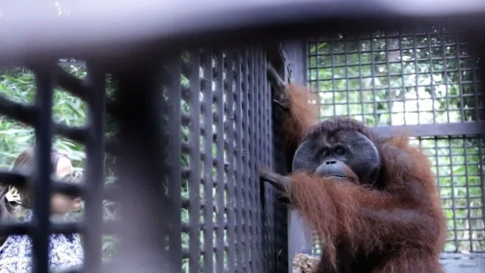 Orangutan di Kaltim4