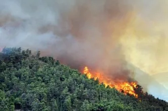 Kebakaran hutan di aljazair