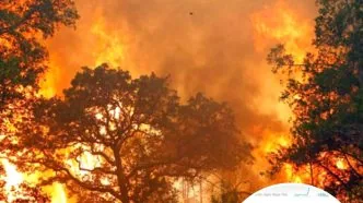 Kebakaran hutan saham sawit naik