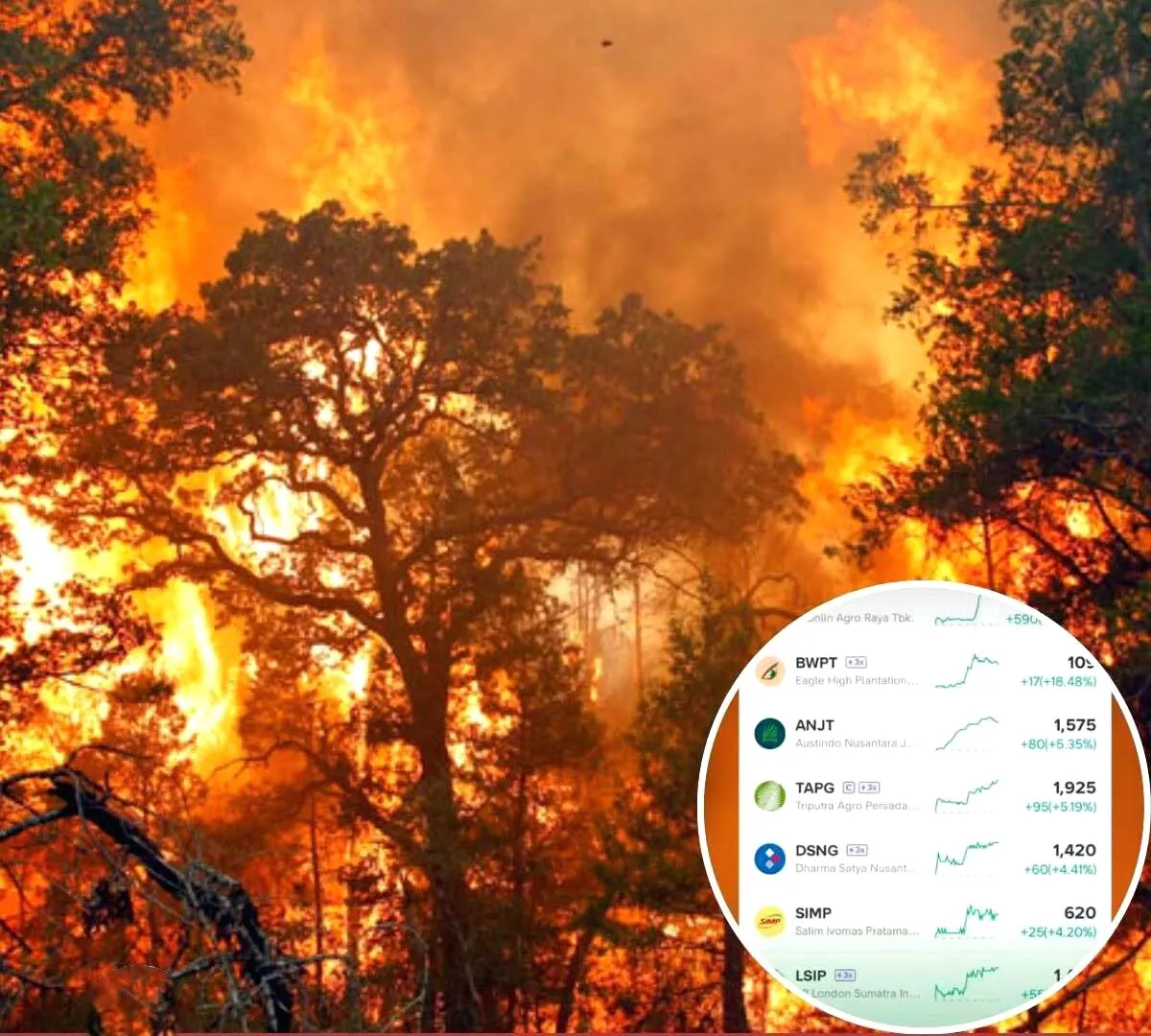 Saham Perusahaan Sawit Melonjak Saat Kebakaran Hutan Menggila, Apa Penyebabnya? Kebakaran hutan saham sawit naik