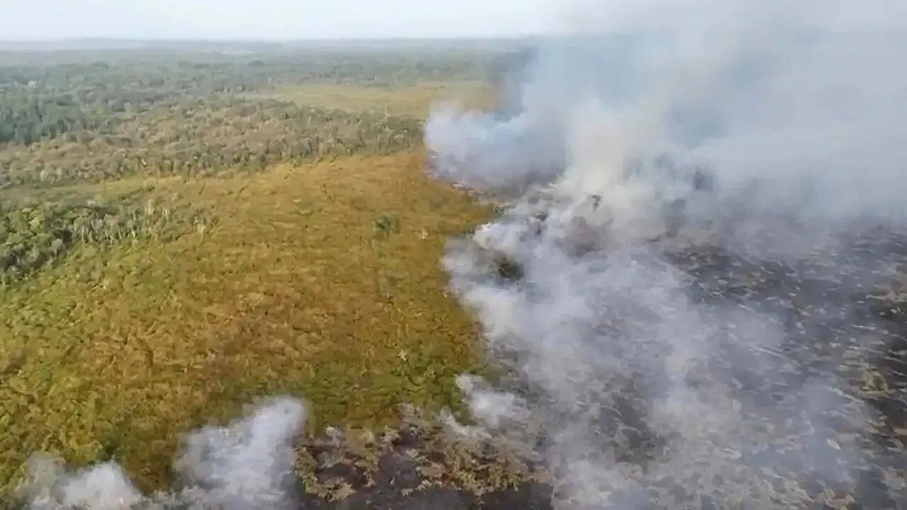 Kebakaran di Way Kambas hingga 107 Hektar: 23 Desa Berisiko Terdampak Kebakaran, Kondisi Gajah Dipantau Intensif Kebakaran taman nasional hutan way kambas