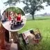 Lagi Semangat Cobain Motor Roda Tiga KDMP, Berujung Nyungsep ke Sawah Bersama 3 Orang Penumpangnya Motor roda tiga kopdes masuk sawah