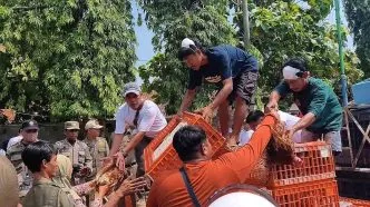 Peternak batang bagi ayam gratis