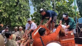 Peternak batang bagi ayam gratis