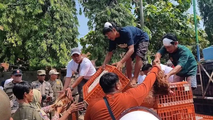 Harga Telur Anjlok di Titik Terendah, Peternak di Batang Bagikan Ayam Gratis ke Warga Peternak batang bagi ayam gratis