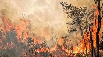 Hutan Taman Nasional Gunung Ciremai terbakar