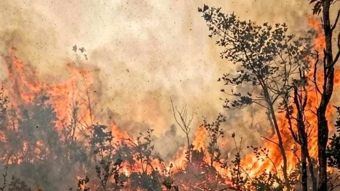 Hutan Taman Nasional Gunung Ciremai terbakar
