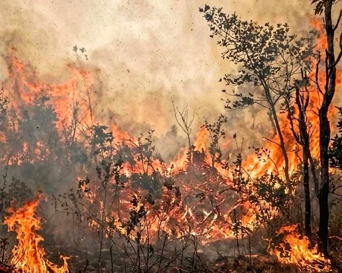 Kebakaran Hutan Melanda Taman Nasional Gunung Ciremai Kuningan Jawa Barat, Medan Terjal & Minim Air Persulit Pemadaman Hutan Taman Nasional Gunung Ciremai terbakar
