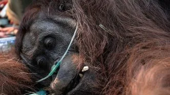 Orangutan akhirnya mati akibat paparan asap