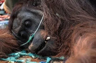 Orangutan akhirnya mati akibat paparan asap