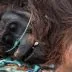 Orangutan akhirnya mati akibat paparan asap